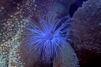 Cérianthe (Cerianthus membranaceus)